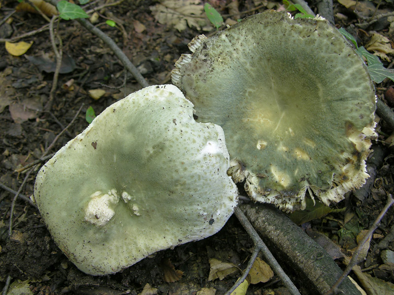 Russulaceae di oggi.